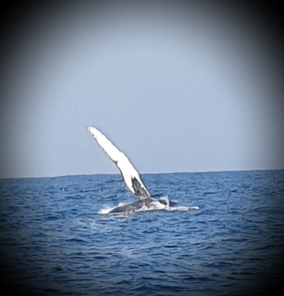 Humpback Whales seen from our dive boat
