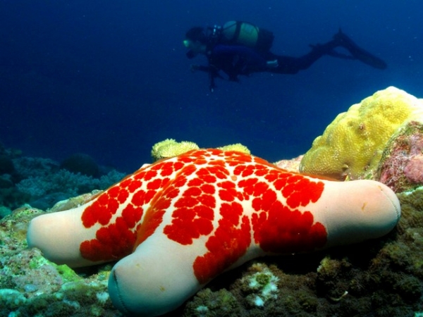 Star diver, Triton Dive Lodge.