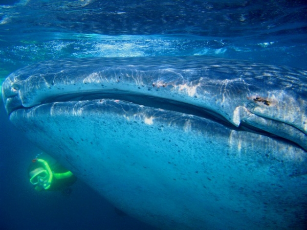 Whalesharks and Whales