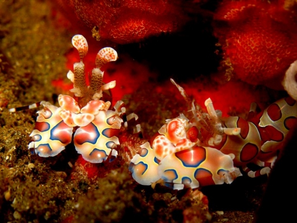 Harlequin Shrimps on Bikini