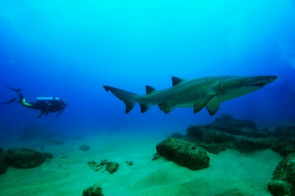 Ragged Tooth Shark and Diver