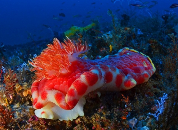 Djibouti Giant
