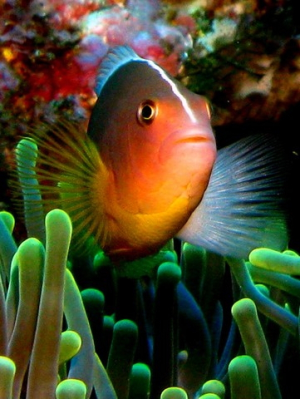 Nosestripe Anenome Fish
