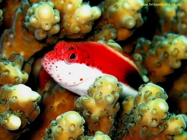 Hawkfish