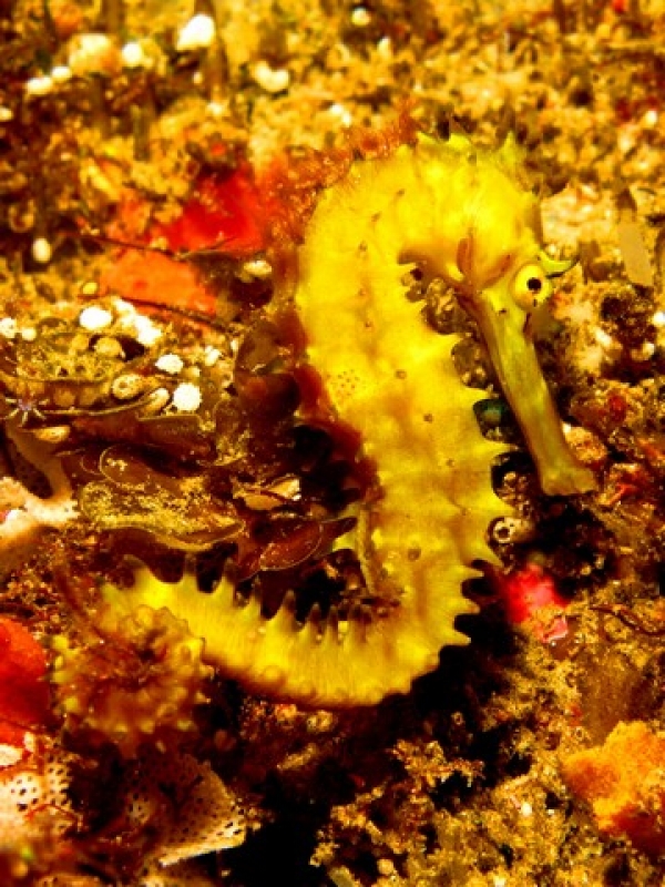 Yellow Sehorse on Roonies - Twomile Reef