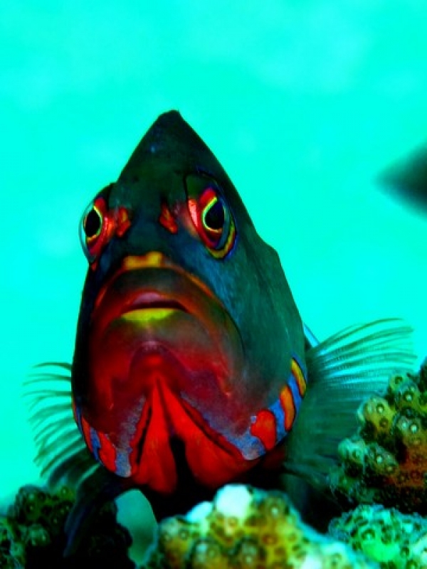 Horseshoe Hawkfish