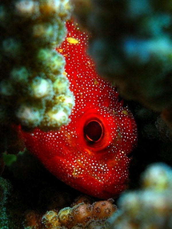 Yellow Spotted Scorpion Fish